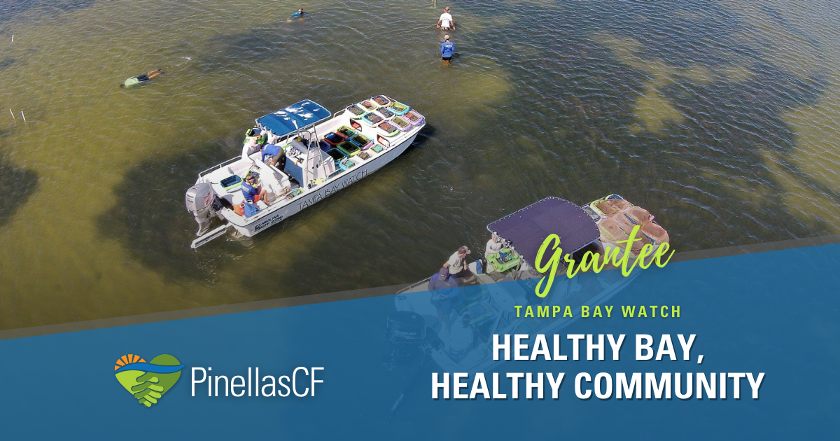 Tampa Bay Watch installs oyster reef balls and plants native grasses to create living shorelines.