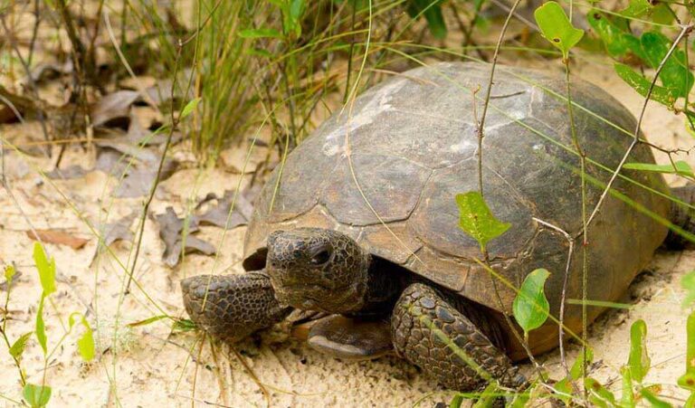 West Klosterman Preserve Protected
