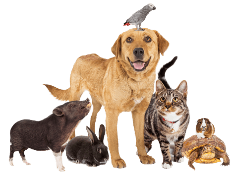 animal-group